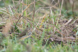 Olive-backed Pipit / Siberische Boompieper