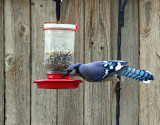 Blue Jay Feeder - IMG_1419.JPG