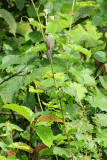 Panti Forest
