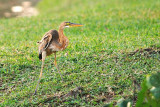 JL - Jurong Lake Gardens