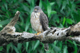 cshawk010.gif