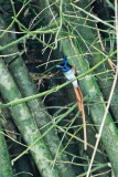 SBWR - Sungei Buloh Wetland Reserve