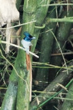 Asian Paradise Flycatcher ( Terpsiphone paradisi )