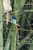 Indian Paradise Flycatcher(Terpsiphone paradisi)
