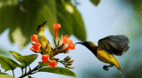 Wild birds at singapore