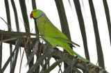 Rose-ringed Parakeet ( Psittacula krameri )