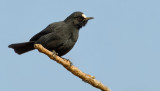 White-fronted Black-Chat / Witkapmiertapuit