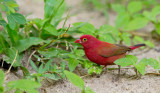 Red billed fire finch / Vuurvink