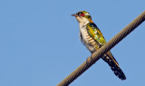 Didric Cuckoo / Diederikkoekoek