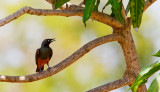 Chestnut-bellied starling / Roodbuikglansspreeuw