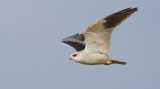 Black-winged kite / Grijze wouw