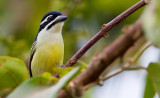 Yellow-rumped tinkerbird / Geelstuitketellapper