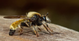 Bumblebee Robberfly / Gele hommelroofvlieg