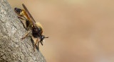 Bumblebee Robberfly / Gele hommelroofvlieg