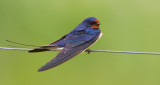 Swallows / Zwaluwen