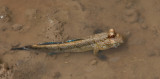 Atlantic mudskipper / Berberse slijkspringer
