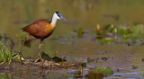 African Jacana / Afrikaanse lelieloper