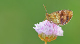 Lesser Marbled Fritillary / Purperstreepparelmoervlinder