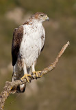 Bonellis eagle / Havikarend