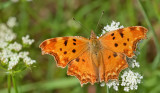 Southern Comma / Zuidelijke Aurelia