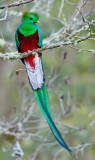 Trogons and Turaco's