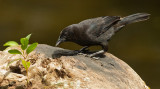 Melodious blackbird / Rouwtroepiaal