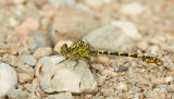 Small Pincertail / Kleine tanglibel