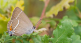 Blue Spot Hairstreak / Wegedoornpage