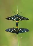 Nine-spotted moth / Phegeavlinder