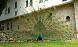 Indian peafowl / Blauwe pauw