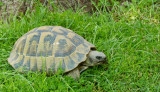 Hermanns Tortoise / Griekse landschildpad