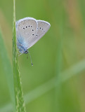 Mazarine Blue / Klaverblauwtje