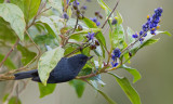 Slaty Flower-piercer / Leigrijze berghoningkruiper