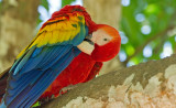 Scarlet Macaw / Geelvleugelara