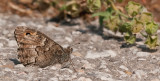 Aegean Grayling / Egeische heivlinder