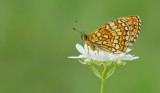 Heath Fritillary / Bosparelmoervlinder 