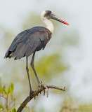 Woolly-necked stork / Bisschopsooievaar