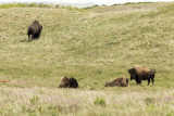 Plains Bison