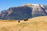 Plains Bison
