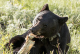 Black Bear