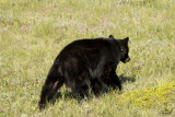 Black Bear