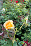 IMG_8440w.jpg