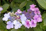 IMG_8215w.jpg