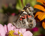 American Lady Butterfly  Vanessa virginiensis