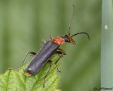 Podabrus pruinosus  Soldier beetle