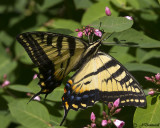 Papilio multicaudatus   Two-tailed Swallowtail