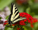 Western Tiger Swallowtail   Papilio rutulus