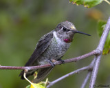 Annas Hummingbird immature