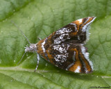 Prochoreutis Inflatella Moth