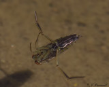 Backswimmer Notonectidae